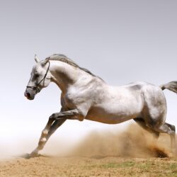 A selection of 10 Image of Horses in HD quality