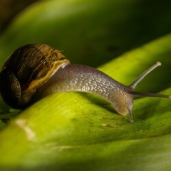 Brown garden snails on green leaf HD wallpapers