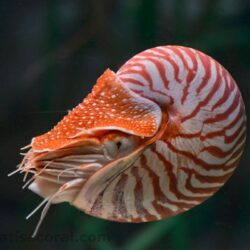 What is a coral ? Wallpapers 431 Nautilus pompilius