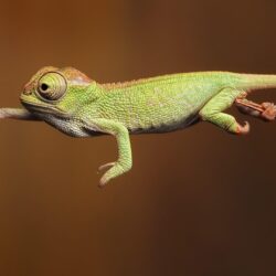 Chameleon Wallpapers HD Backgrounds, Image, Pics, Photos Free