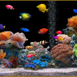 Aquarium Backgrounds, Wallpapers, Image, Pictures Design Trends