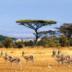 African Safari Wallpapers