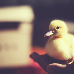 Bird Baby Duck Photo HD Wallpapers