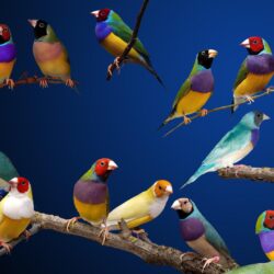 gouldian finches HD Wallpapers