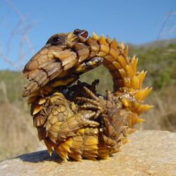 Armadillo Dragon