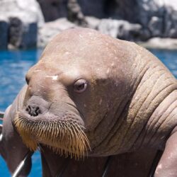 Download wallpapers walrus, face, sea, dweller, old