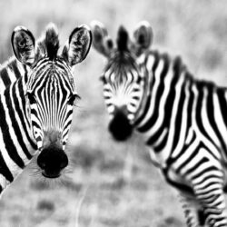 Download Animals Zebra Wallpapers Image Photos And Pictures
