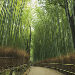 Bamboo Grove Wallpapers Beautiful Arashiyama Bamboo forest by Timgrey