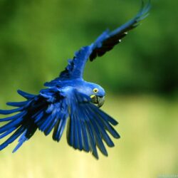 Parrot Wallpapers 26