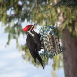 Bird Woodpecker Pictures