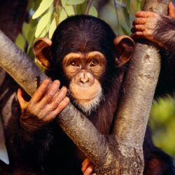 Chimpanzee Wallpapers and Backgrounds Image