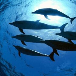 Spinner Dolphin Wallpapers