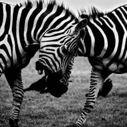 Fighting zebras HD desktop wallpapers : Widescreen : High