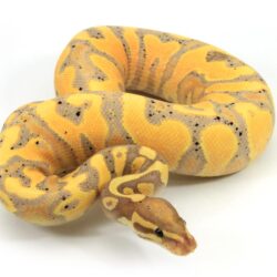 Banana Yellow Belly – Markus Jayne Ball Pythons