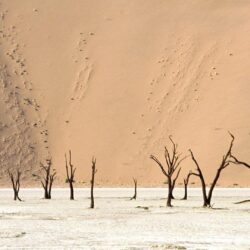 Namib Tag wallpapers: Meeting Namib Coastal Southern Africa Angola