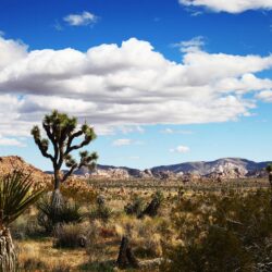 Joshua Tree National Park Winter