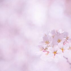 Flower Wallpapers Cherry Sakura Flowers
