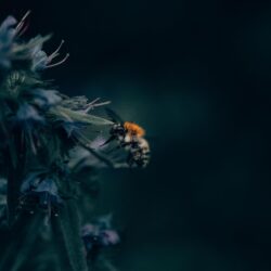 Download wallpapers bumblebee, insect, flower