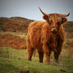 Best 51+ Highland Cow Wallpapers on HipWallpapers