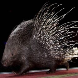 Free Porcupine Wallpapers