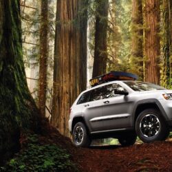 Forest cars jeep grand cherokee Wallpapers