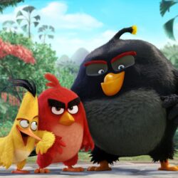 Angry Birds Movie 2016 HD desktop wallpapers : Widescreen : High