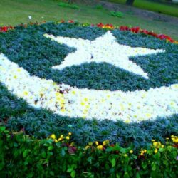 Pakistani Flag Art with Grass and Flowers