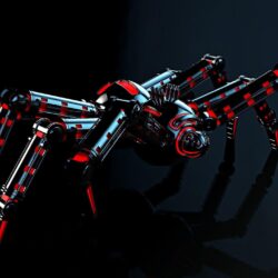 Black Widow Spider HD