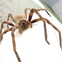 Huntsman spider