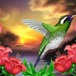 Wallpapers For > Hummingbird Wallpapers Pattern