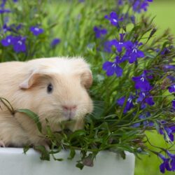 4K Guinea Pig Wallpapers High Quality
