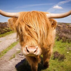Highland Cattle HD Wallpapers
