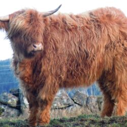 3069005 highland cattle wallpapers and backgrounds