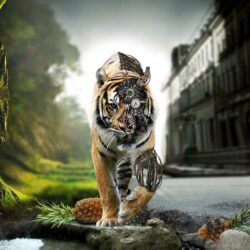 Wallpapers For > Tiger Wallpapers Hd For Desktop