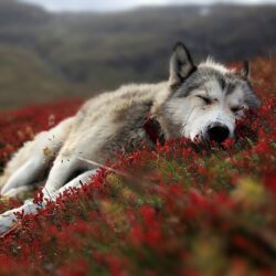 Wallpapers For > Wolf Wallpapers Hd Iphone