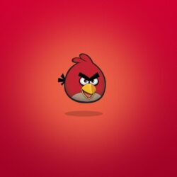 Download Angry Birds HD Wallpapers for Free