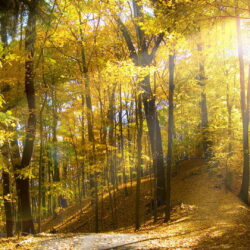 Ohio Forest widescreen wallpapers