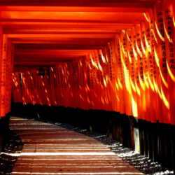 Torii gate shrine japan