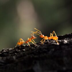 Ant Wallpapers 14