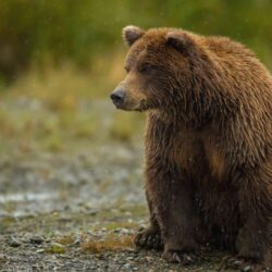 grizzly bear sits and watches free backgrounds