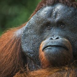 Orangutan UHD 4K Wallpapers