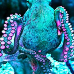 Octopus Wallpapers 19