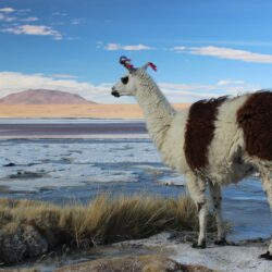 Llamas Bolivia Salt Wallpapers
