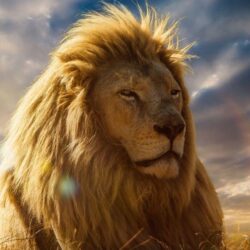 Wallpapers Lion King, 4K, Movies,