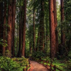 124 best California Redwoods image
