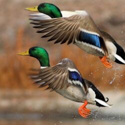 Duck Wallpapers 13945 ~ HDWallSource