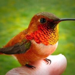 Animals For > Beautiful Hummingbird Wallpapers