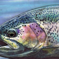 Rainbow Trout, Fly Fishing Art Gift