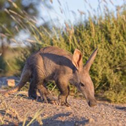 Aardvark Wallpaper Backgrounds