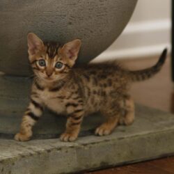 Outstanding Bengal Cat Wallpapers – Wallpapers Cave Along With
